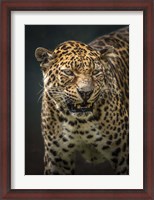 Framed Angry Jaguar 2