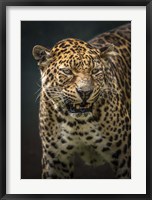 Framed Angry Jaguar 2