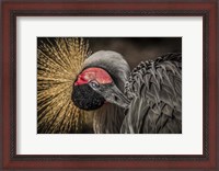 Framed Yellow Crowned Crane 3