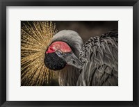 Framed Yellow Crowned Crane 3