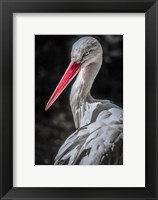 Framed Stork 7