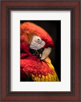 Framed Red Ara Parrot 2