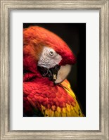 Framed Red Ara Parrot 2