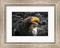 Framed Steller Eagle 7A
