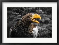 Framed Steller Eagle 7A