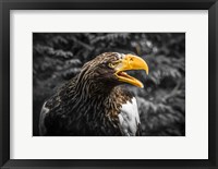 Framed Steller Eagle 7A