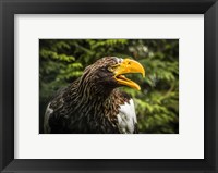 Framed Steller Eagle 7B