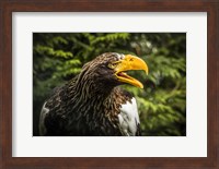 Framed Steller Eagle 7B