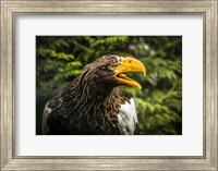 Framed Steller Eagle 7B