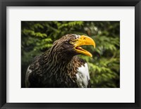 Framed Steller Eagle 7B