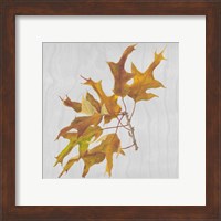 Framed 'Autumn Leaves III' border=