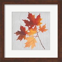 Framed 'Autumn Leaves IV' border=