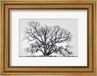 Framed Grand Oak Tree I