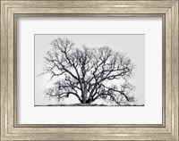 Framed Grand Oak Tree I