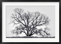 Framed Grand Oak Tree I