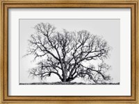 Framed Grand Oak Tree I