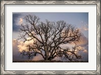 Framed Grand Oak Tree II
