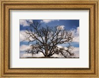 Framed Grand Oak Tree III