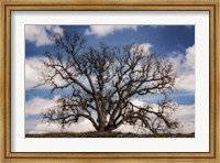 Framed Grand Oak Tree III