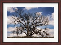 Framed Grand Oak Tree III