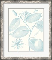 Framed Botanical Study in Spa III