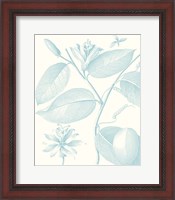 Framed Botanical Study in Spa III