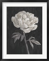 Framed Black and White Flowers I