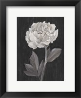 Framed Black and White Flowers IV