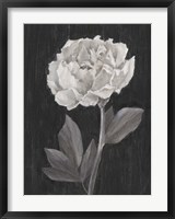 Framed Black and White Flowers IV