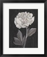 Black and White Flowers IV Framed Print