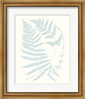 Framed 'Serene Ferns III' border=