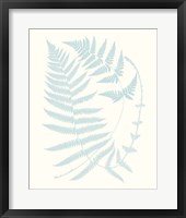 Framed 'Serene Ferns III' border=