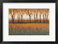 Glow in the Afternoon I Framed Print