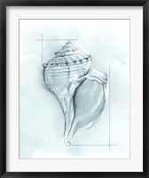 Framed Coastal Shell Schematic I