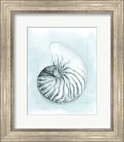 Framed Coastal Shell Schematic II