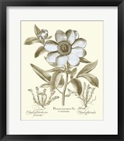 Framed Spa Peonies I