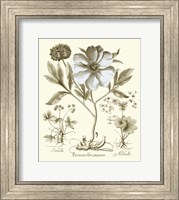 Framed Spa Peonies II