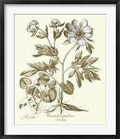 Framed Spa Peonies III