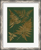Framed Gilded Ferns II