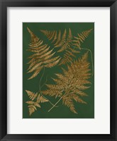 Gilded Ferns II Framed Print