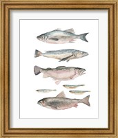 Framed 'Fish Composition I' border=