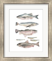 Framed Fish Composition I