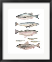 Fish Composition I Framed Print