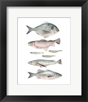 Framed Fish Composition II