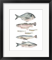 Framed 'Fish Composition II' border=