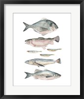 Fish Composition II Framed Print