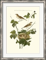 Framed Nozeman White Throat Blackberry