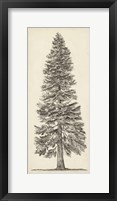 Framed Pacific Northwest Tree Sketch I