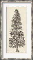 Framed Pacific Northwest Tree Sketch I