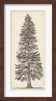 Framed Pacific Northwest Tree Sketch I